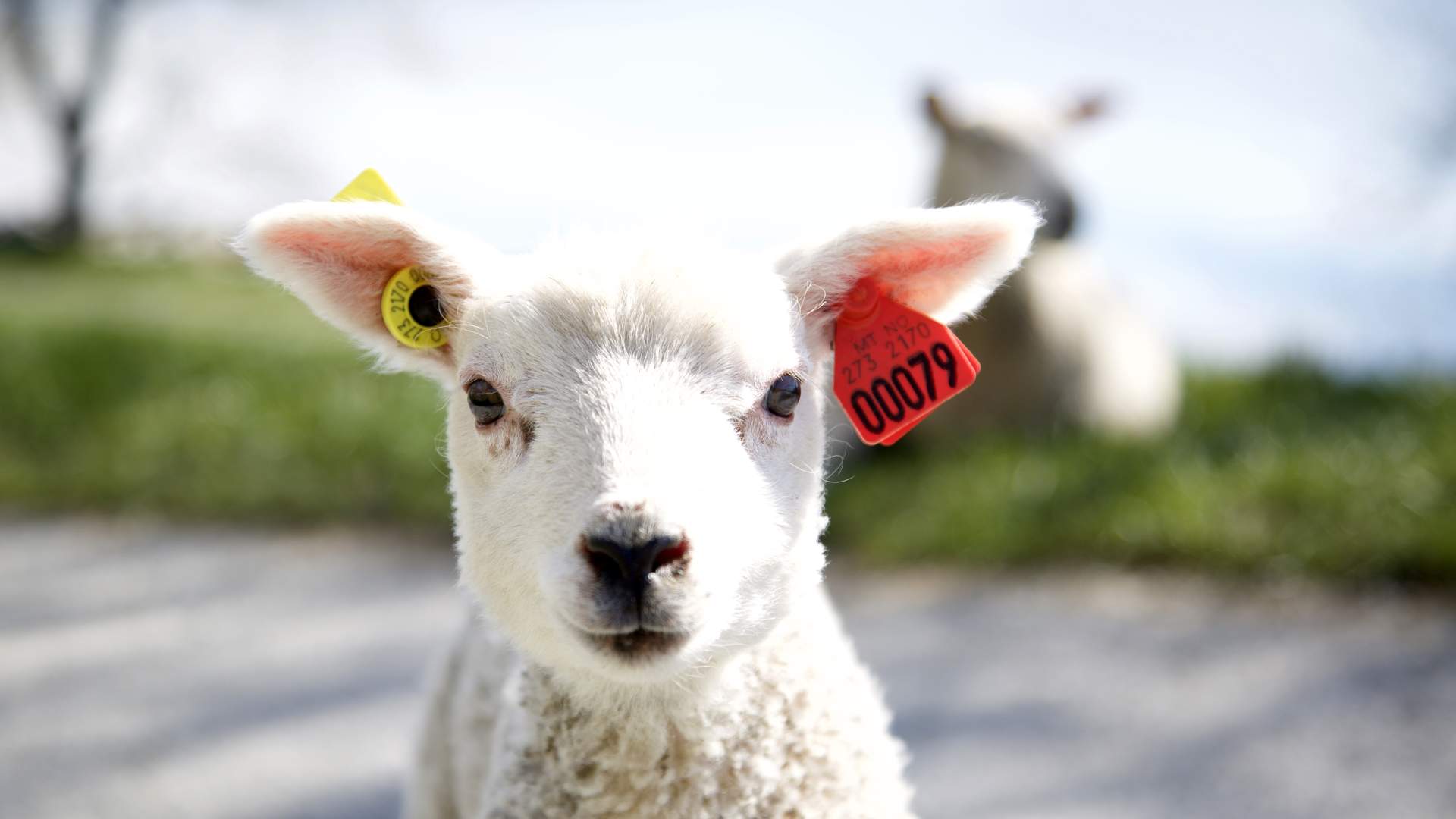 Omvisning i fredet kulturmiljø på Utstein