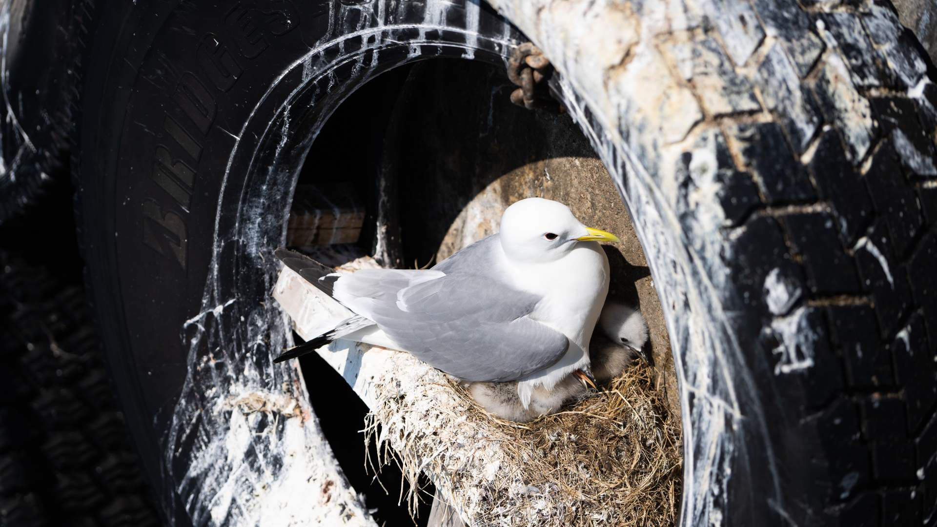 Grip - fiskevær ved Kristiansund