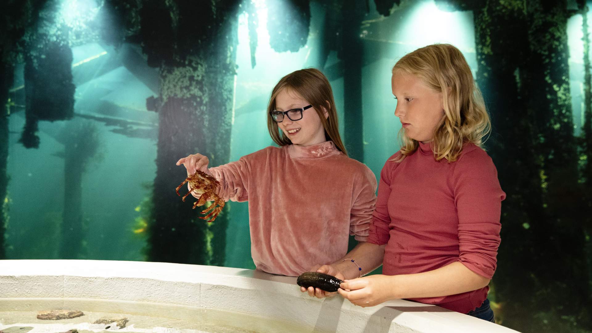 Bli kjent med dyra i havet på nært hold