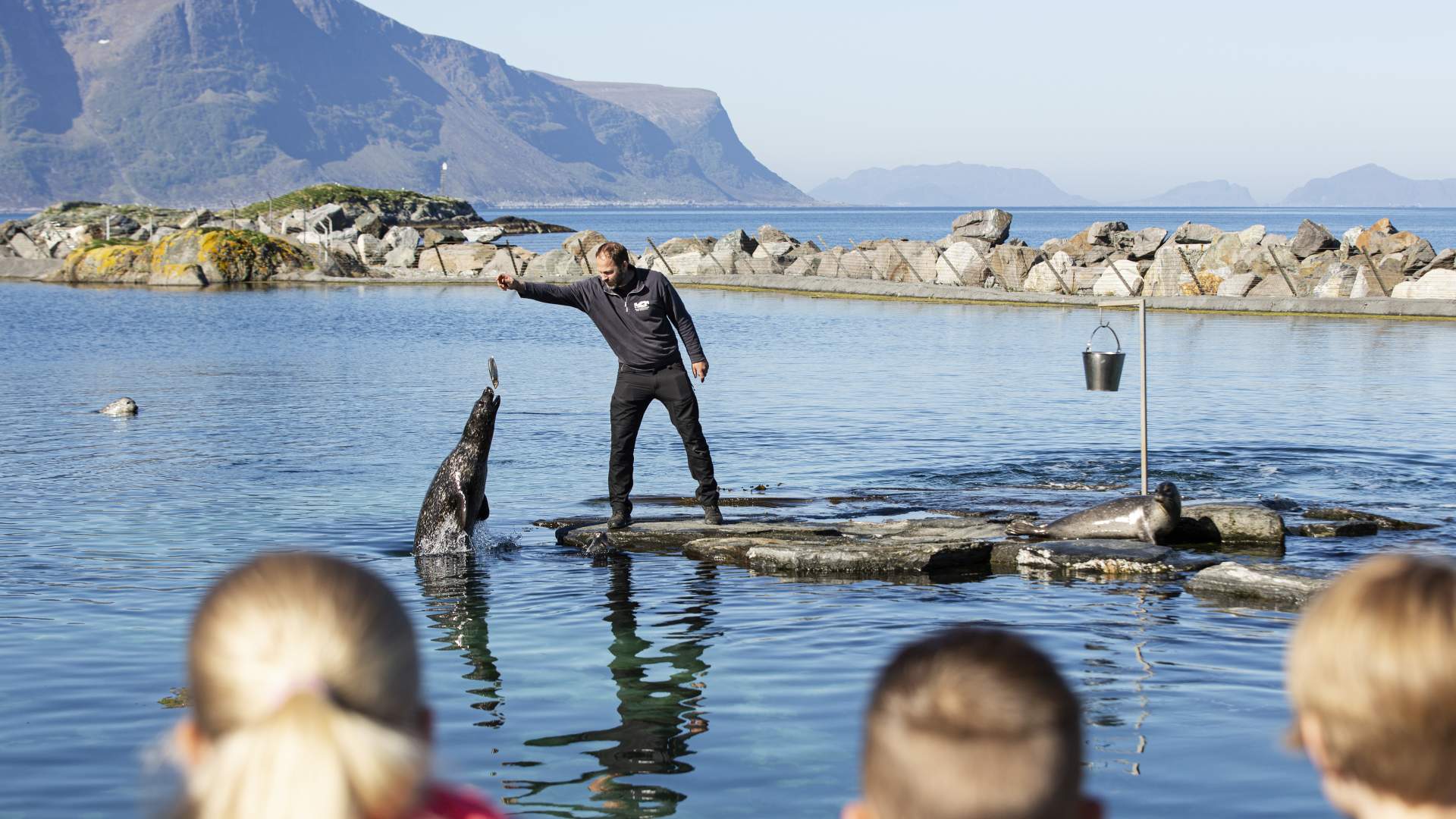 Se på selene som får seg mat i selbassenget utendørs