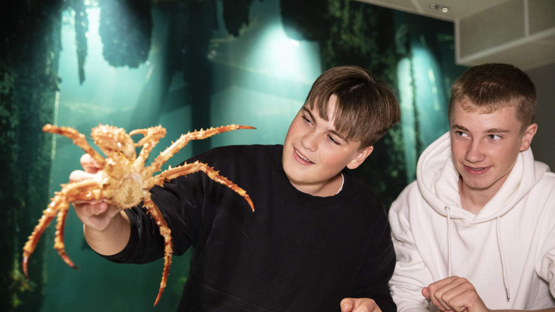 Har du løftet en trollkrabbe før?