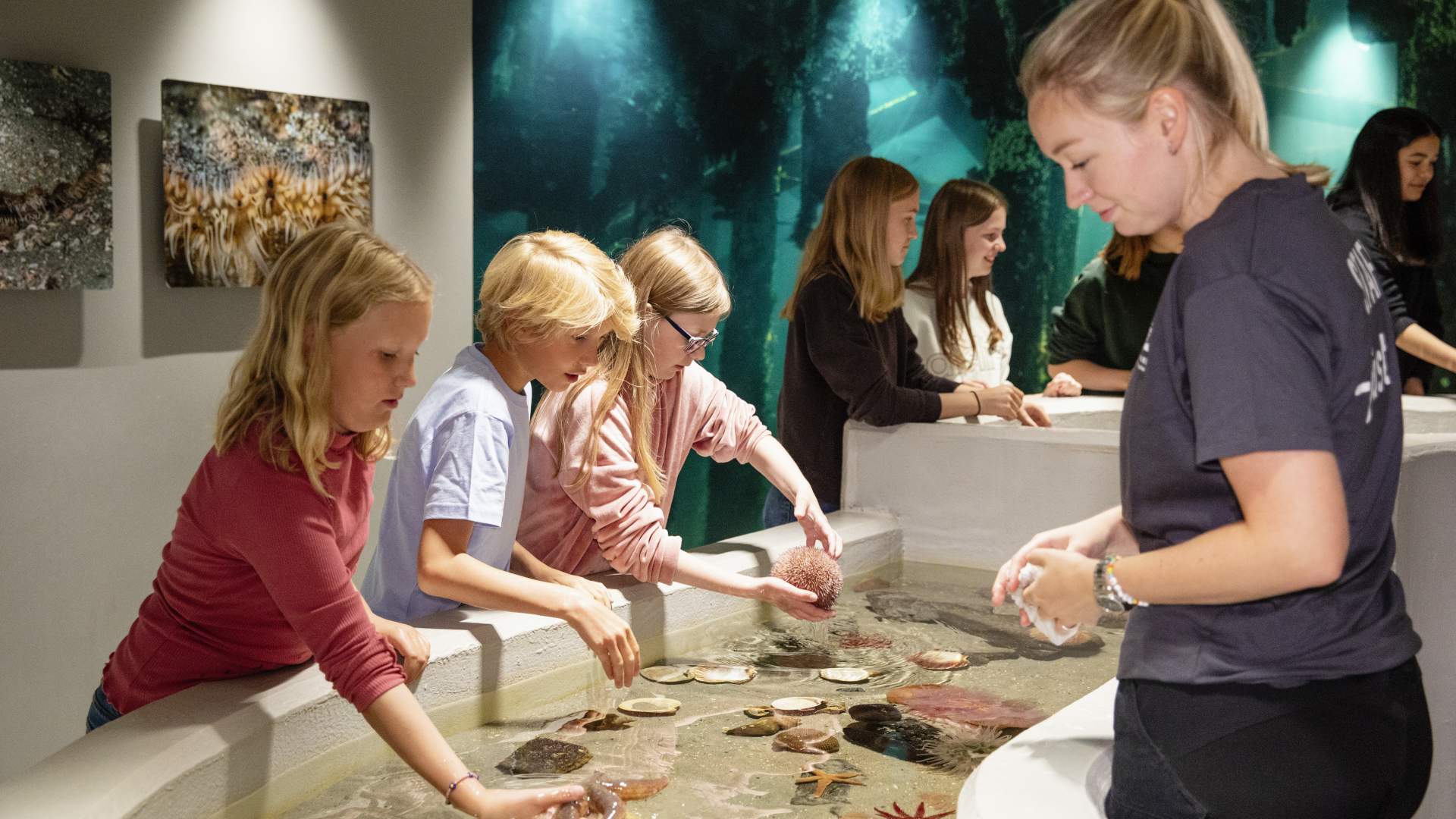 Kjenn på dyra i havet og lær hvordan de lever