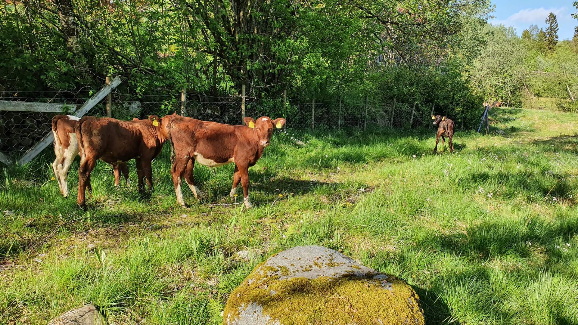 Kalvene på beite