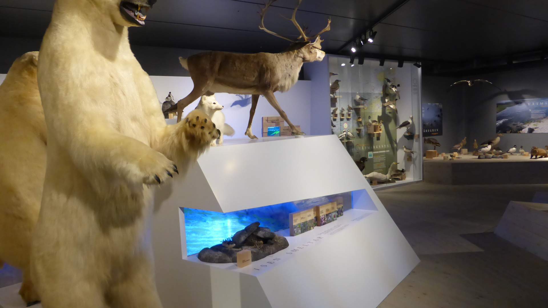 Utstilling med dyr i naturen.