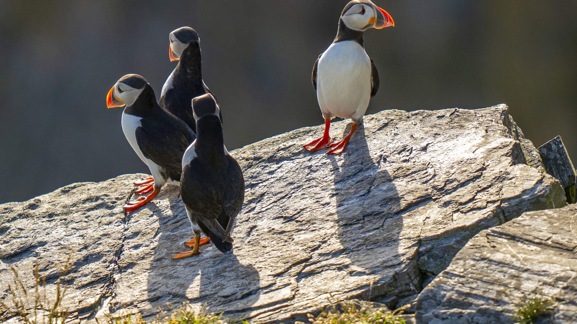 Lundefugl på fuglefjellet på Runde