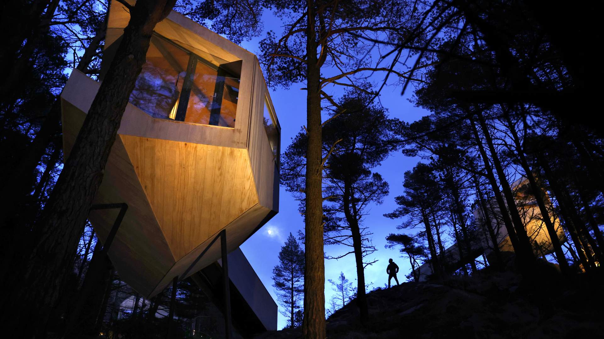 Tretopphytter i skogen