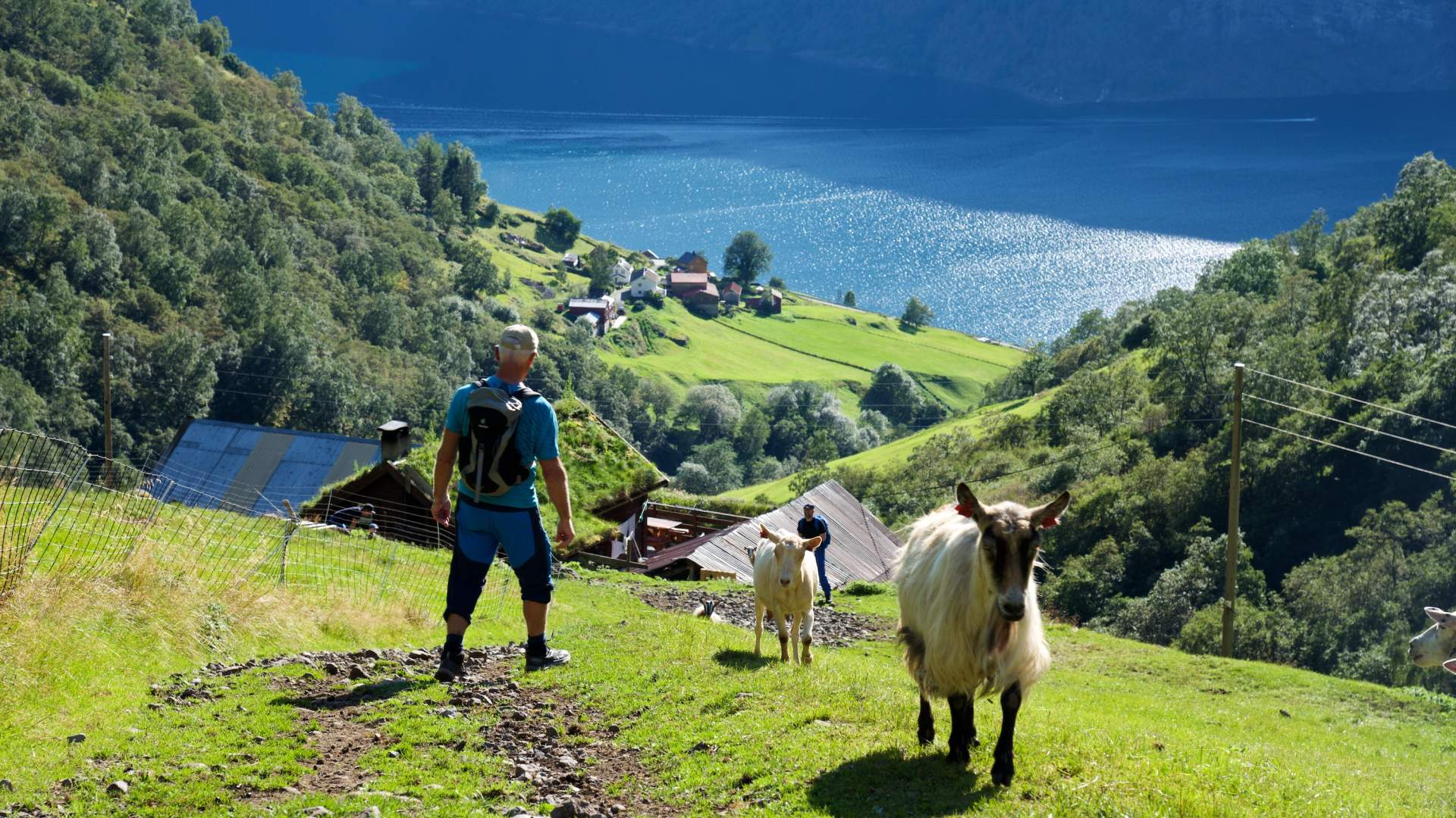 Skjerdal Stølsysteri og Kafe Aurland