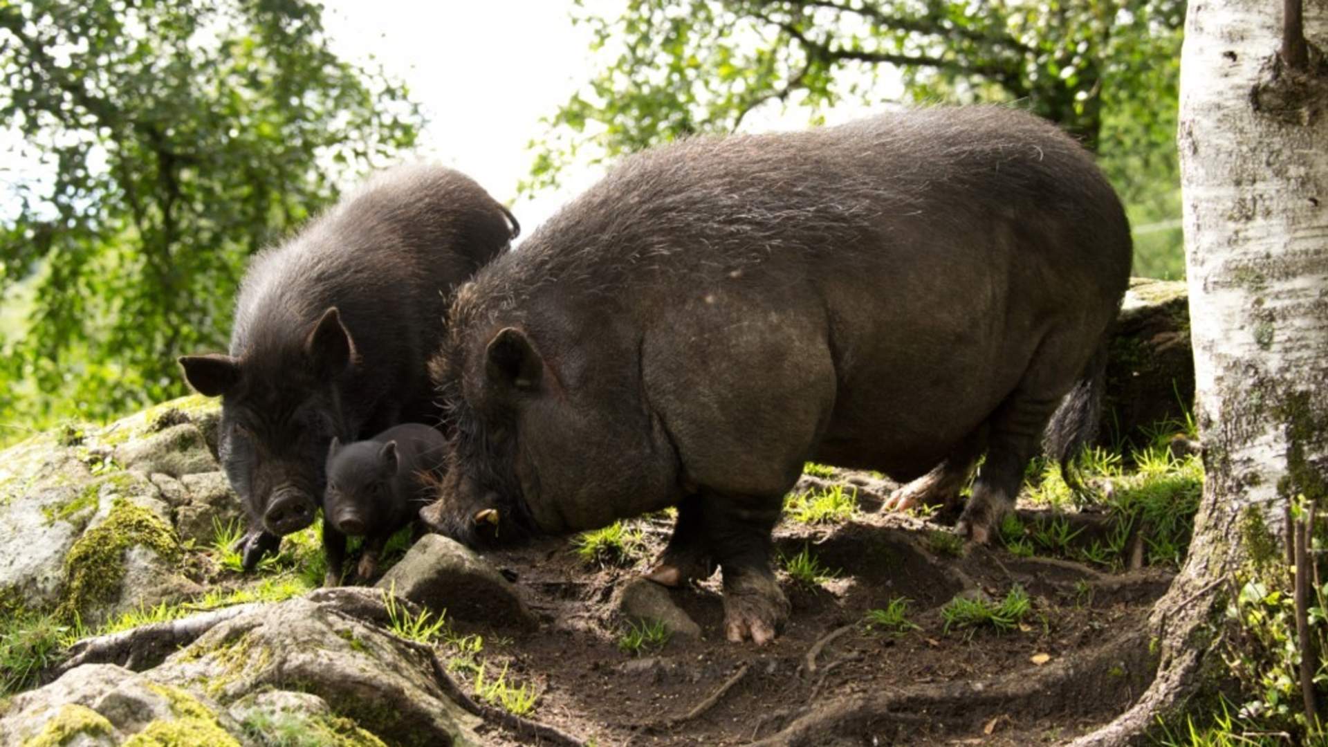 Dyrene i husdyrparken