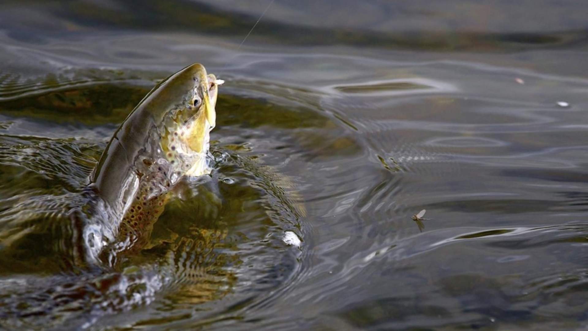 Området er bra for fiske.