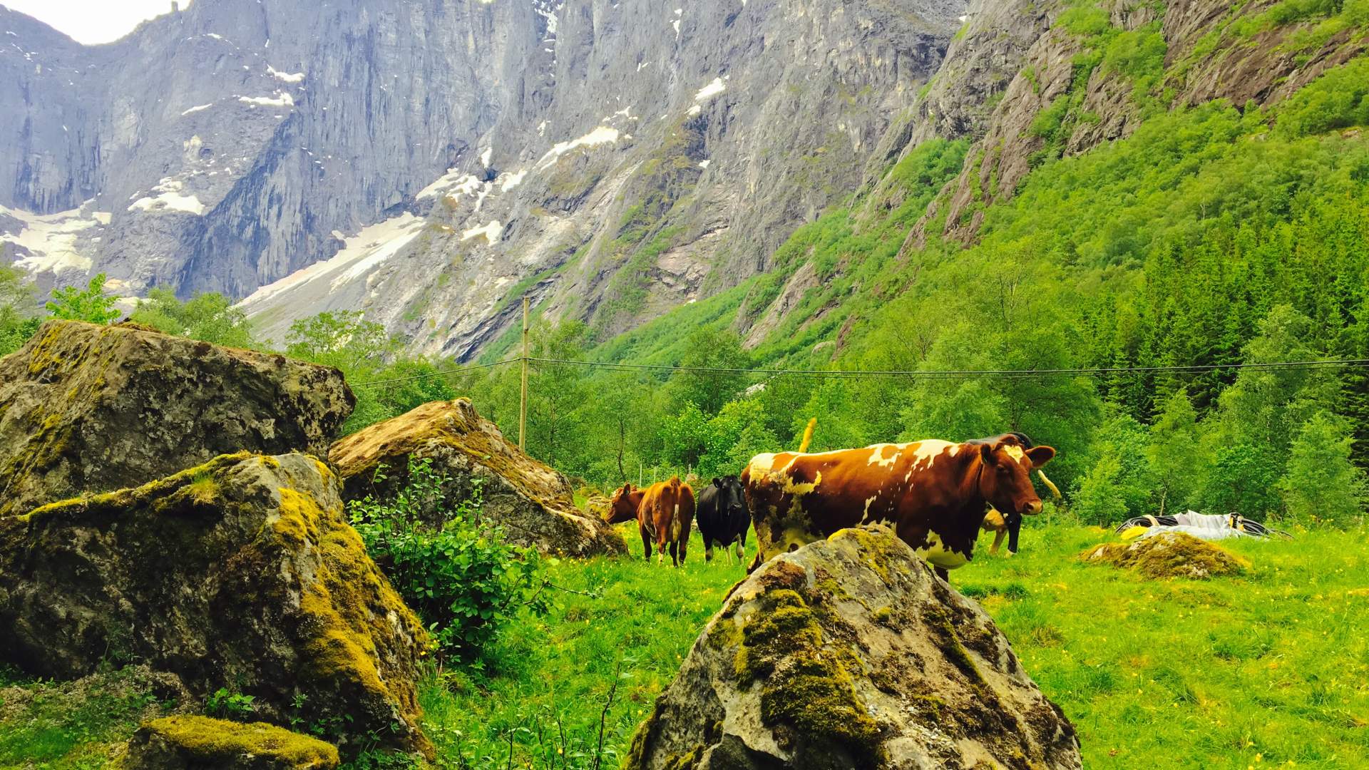 Kyr beiter ved Trollveggen