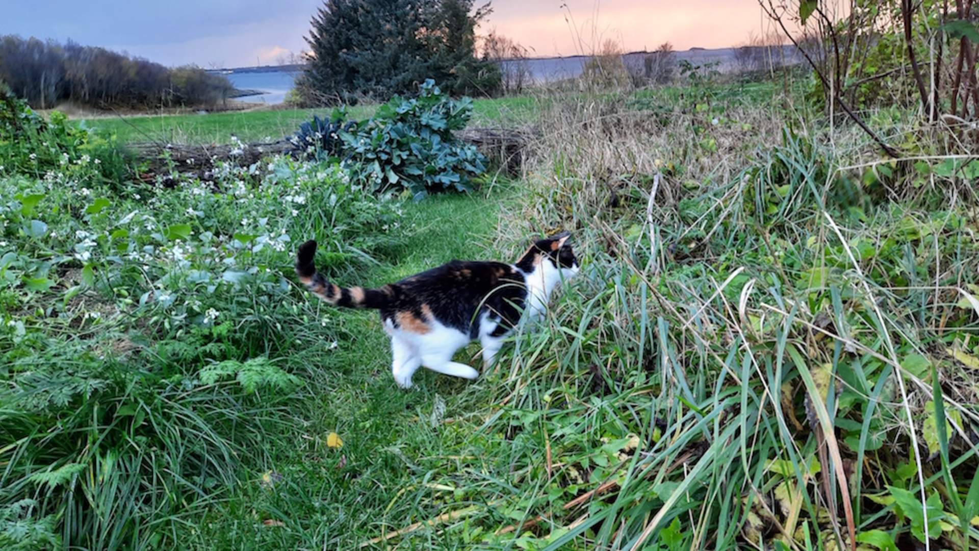 Markedshage hos OmStavika