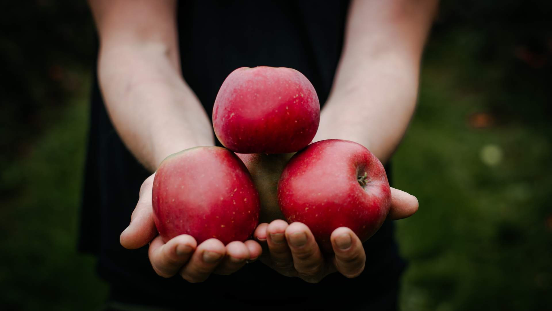 Die Verkostung von Apfel Cider und der Verkauf bei Apal Sideri in Hjelmeland