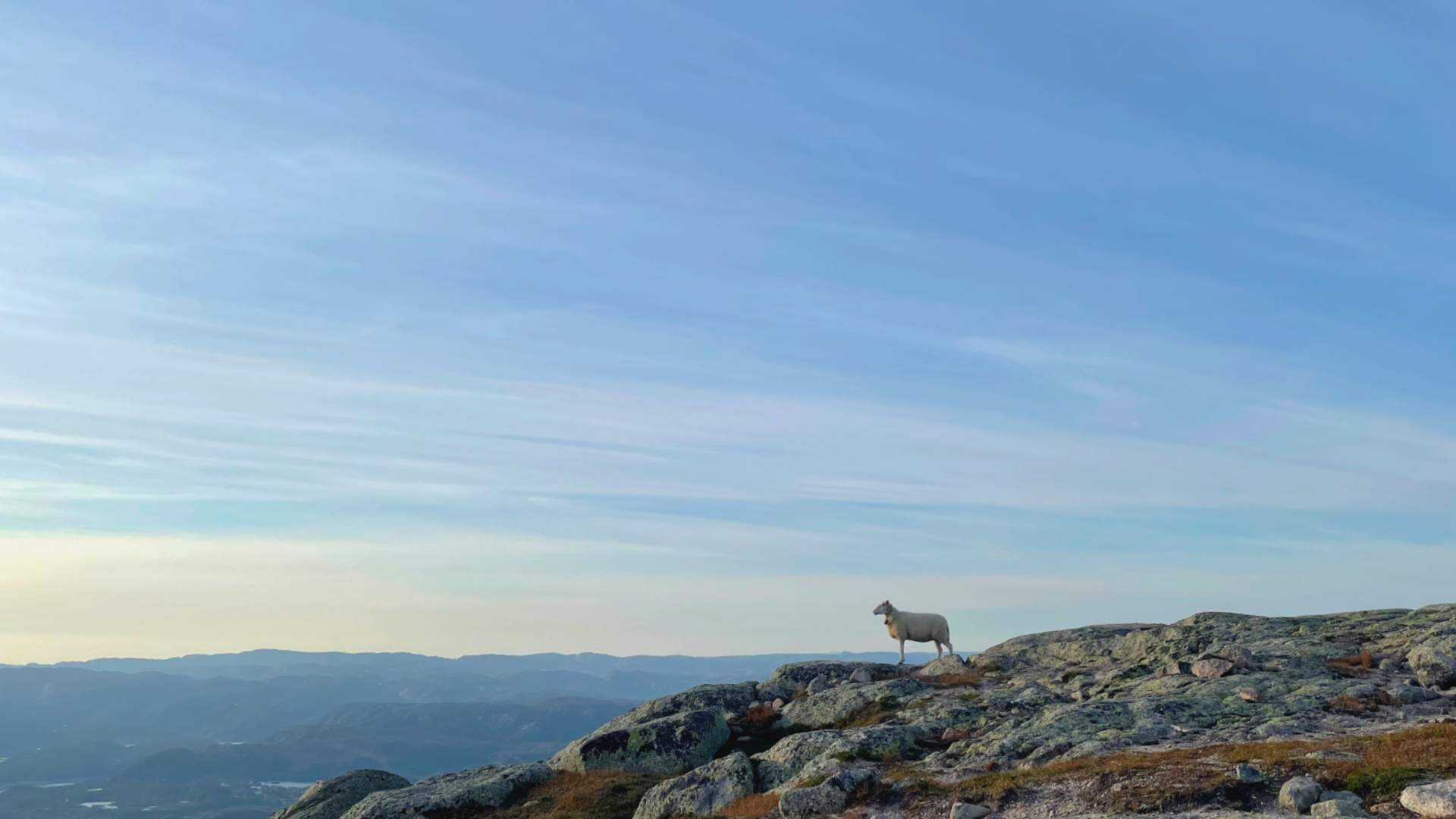 Both people and animals enjoy Hilleknuten