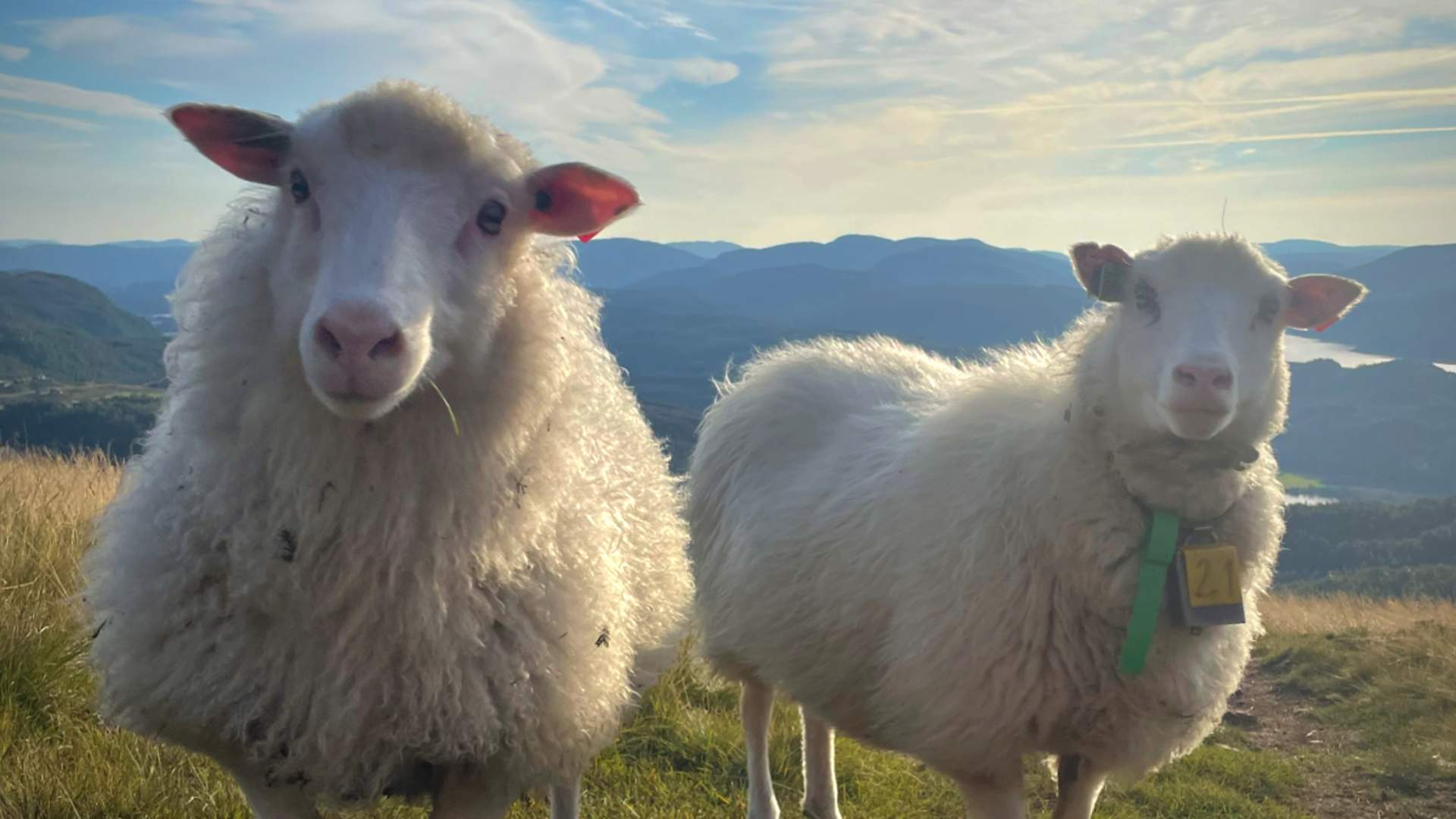 Meet these furry friends on the way up