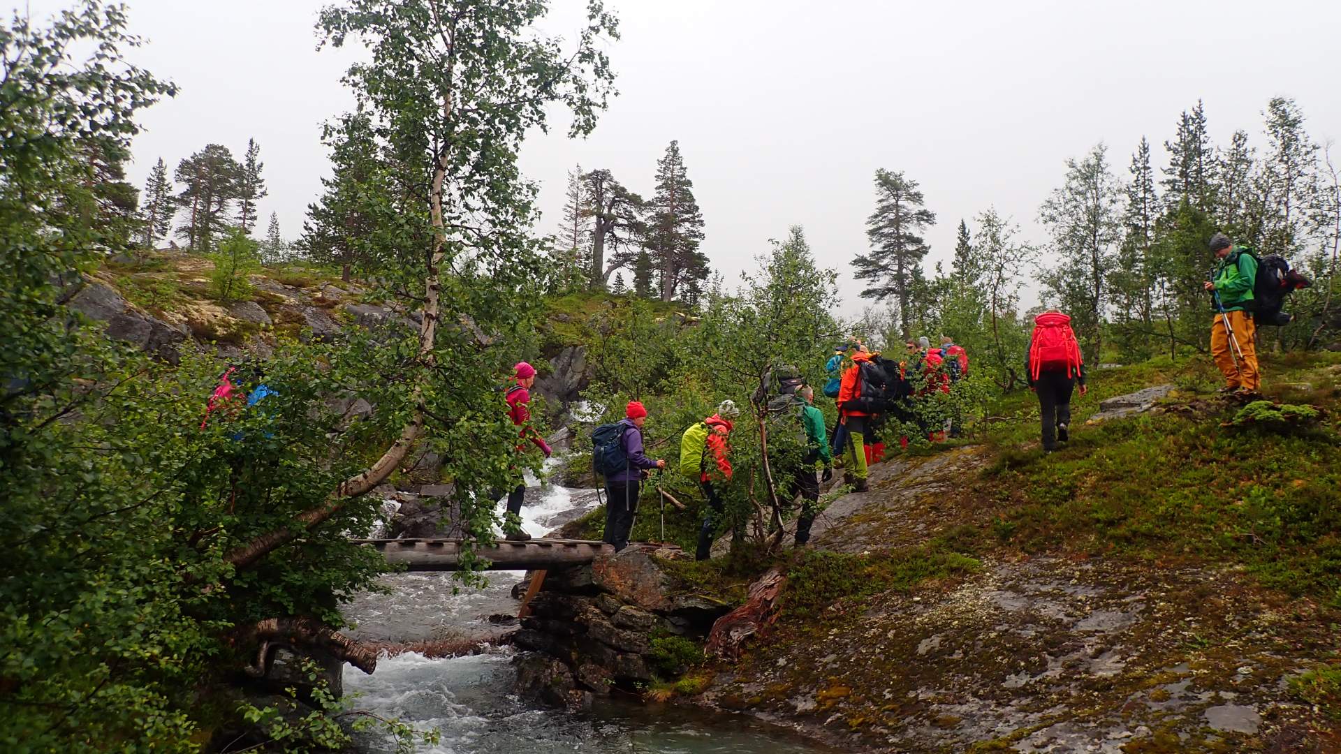 Rønnebergråsa