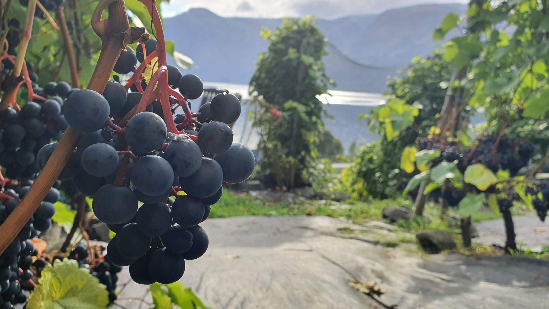 Fotefar Temareiser, Sognefjord