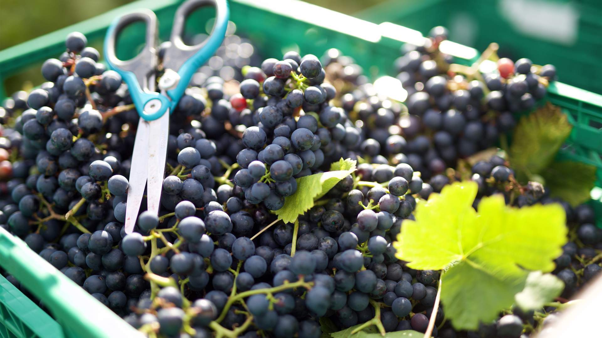 Weinverkostung und Hofladen im Hebnes vingard in Ryfylke