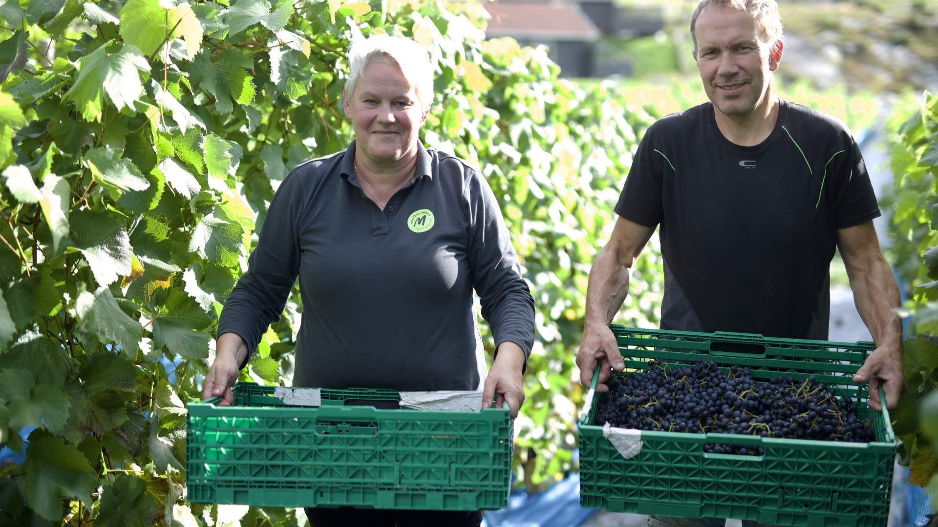 Weinverkostung und Hofladen im Hebnes vingard in Ryfylke