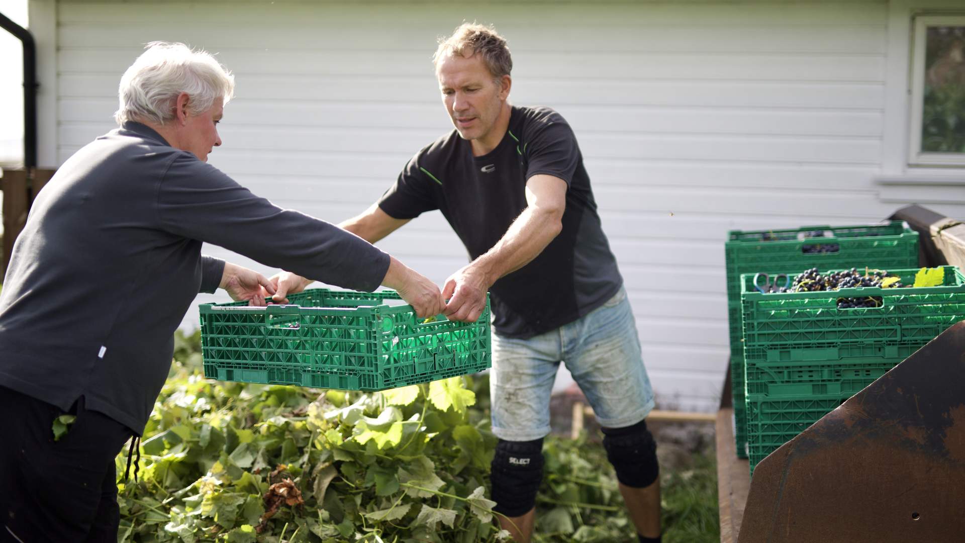 Weinverkostung und Hofladen im Hebnes vingard in Ryfylke