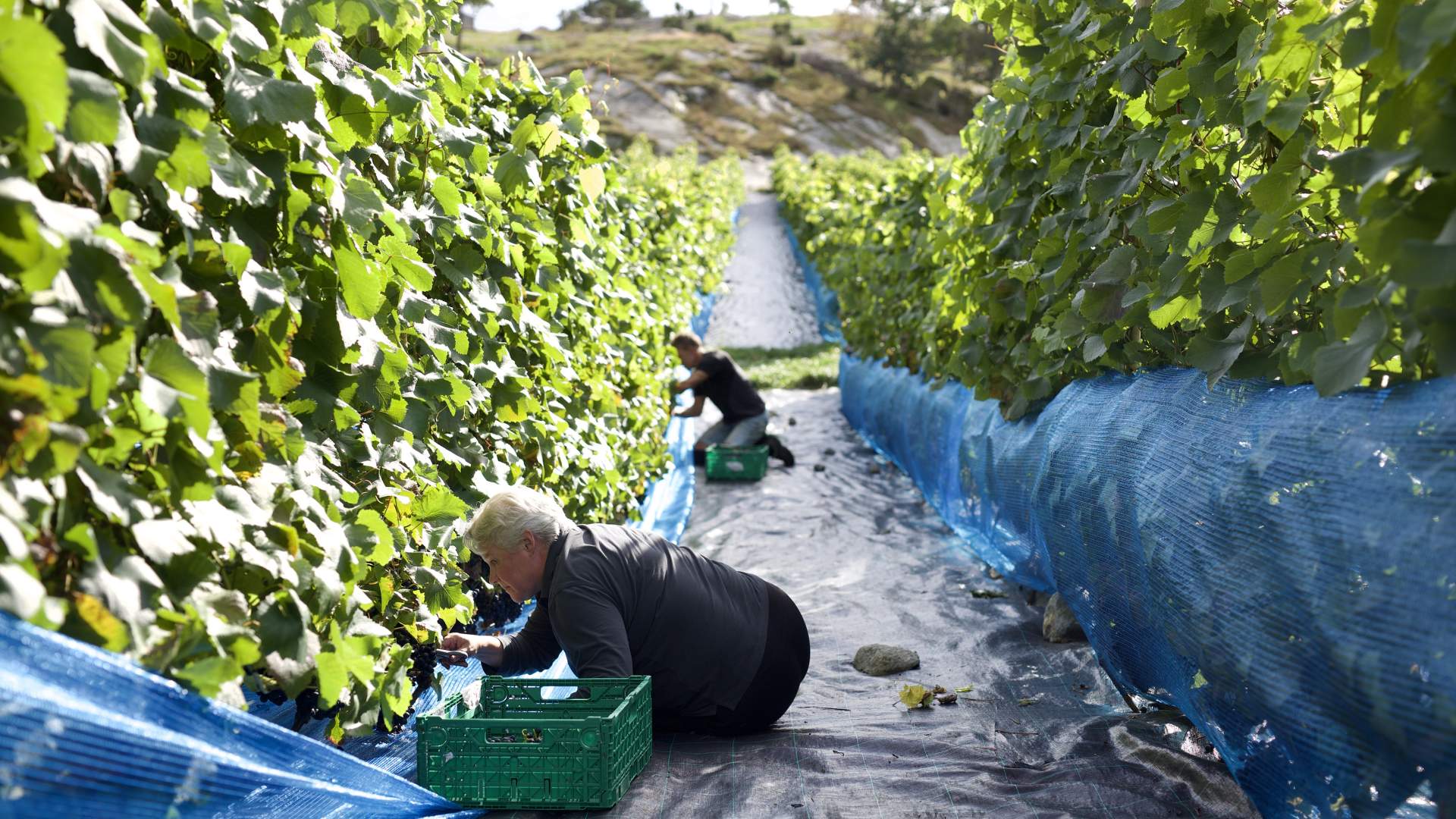 Weinverkostung und Hofladen im Hebnes vingard in Ryfylke