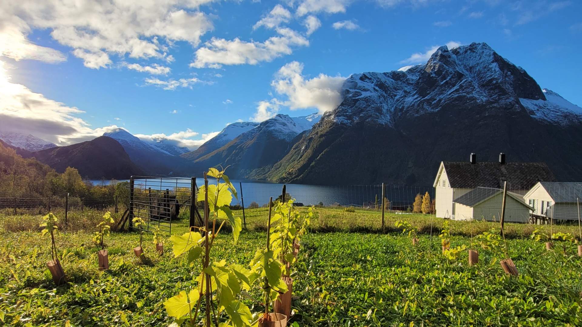 Vinranker på Haula Vineyard med utsikt over Hjørundfjorden