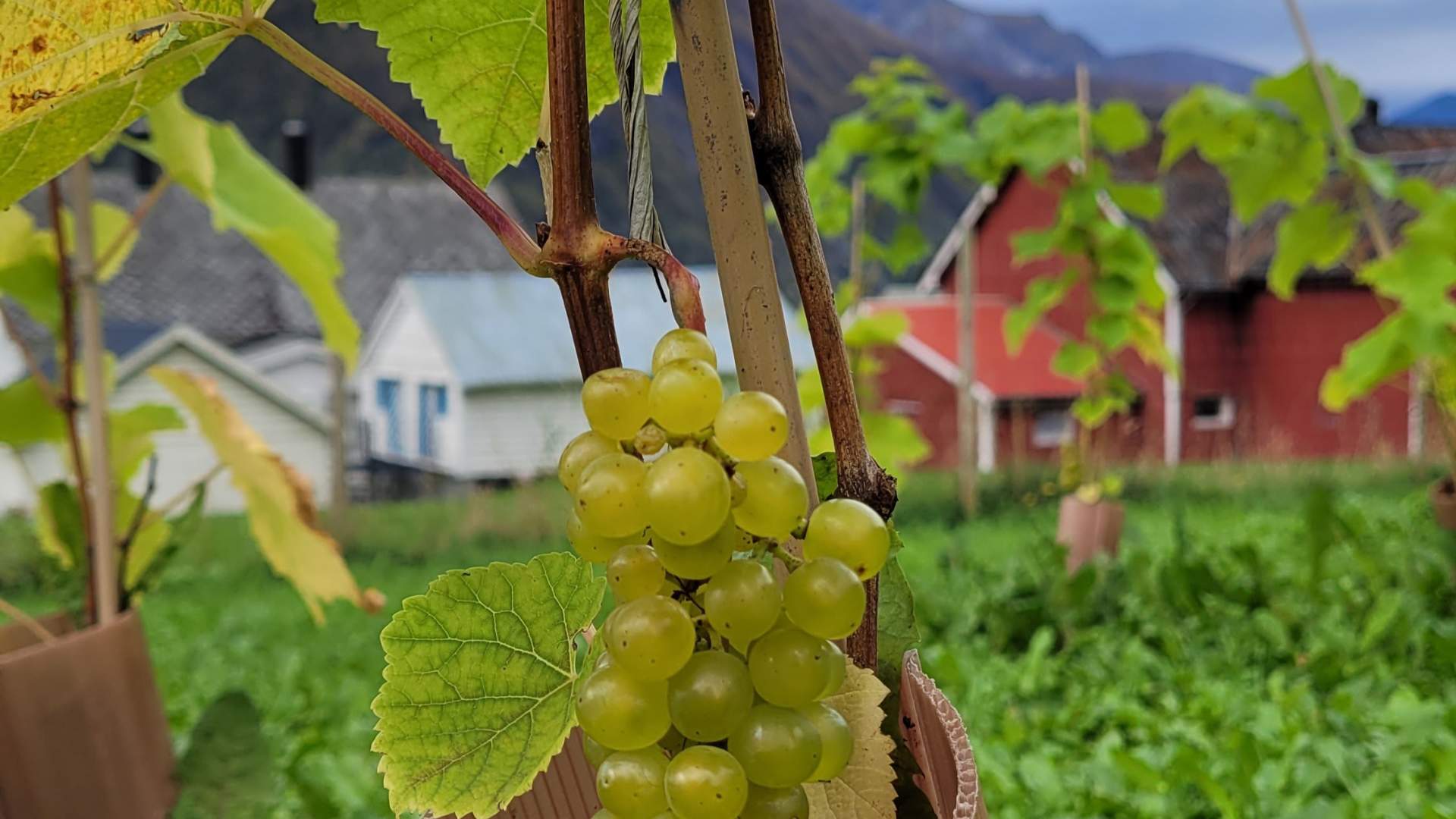 Solaris blir sett på som Nordens drue og den som klarer seg best her.