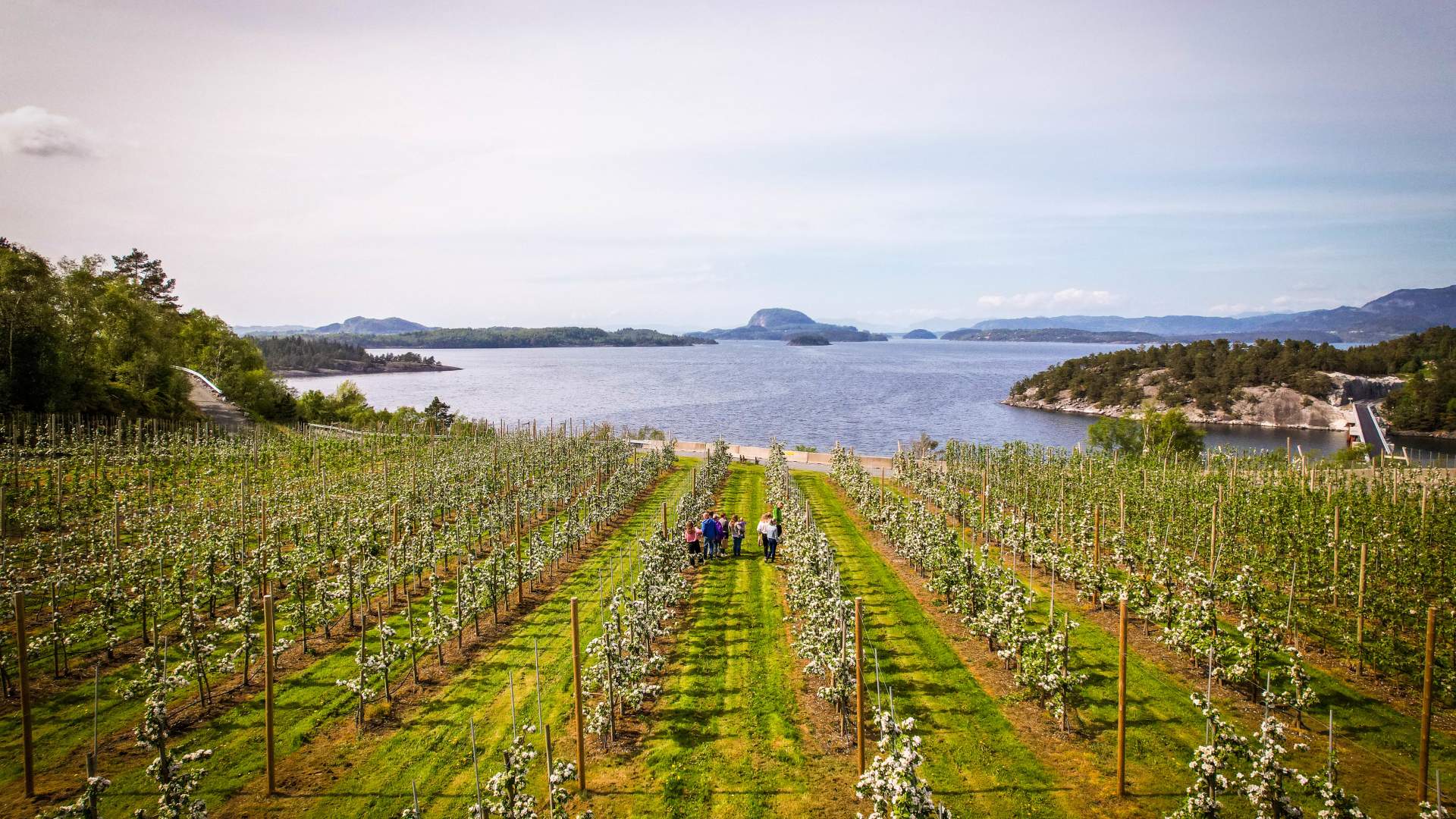 Epleriet på Helgøy i Ryfylke
