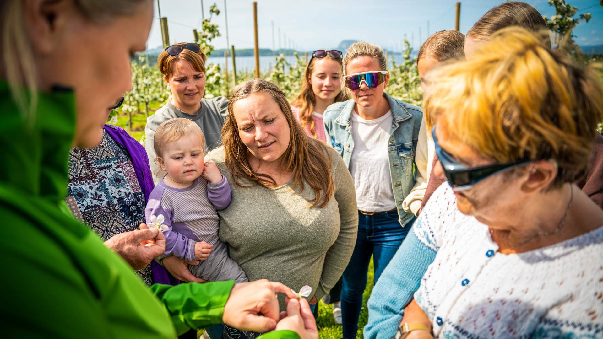 Epleriet på Helgøy i Ryfylke