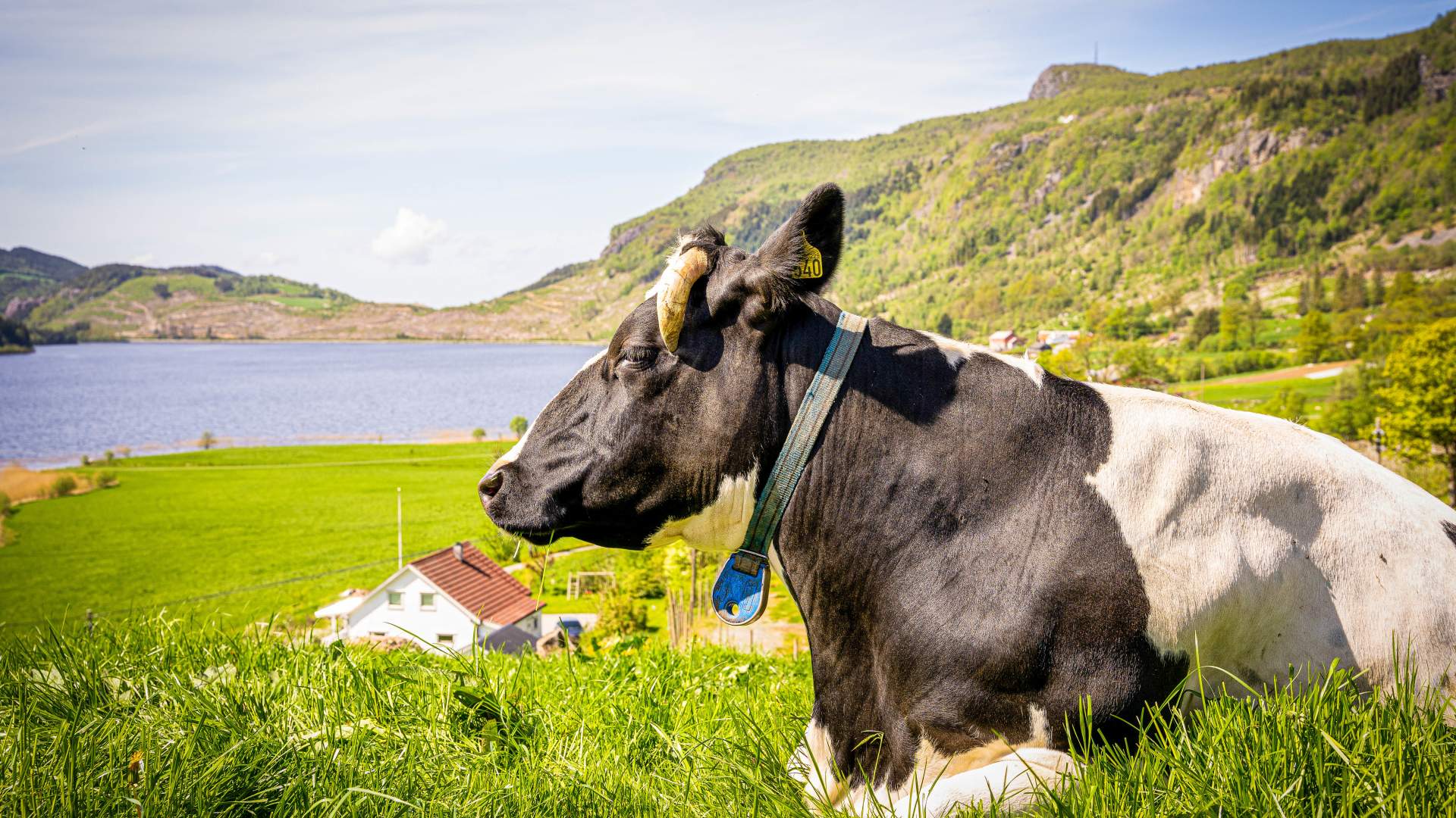 Lokalprodusert ost fra Ryfylke Gardsysteri