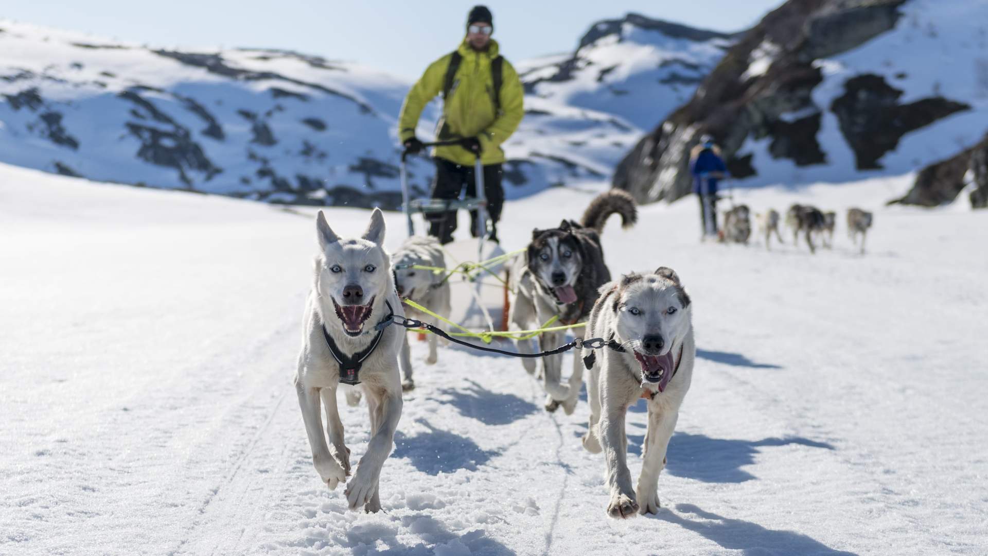 Hundekjøring/dogsledding.
