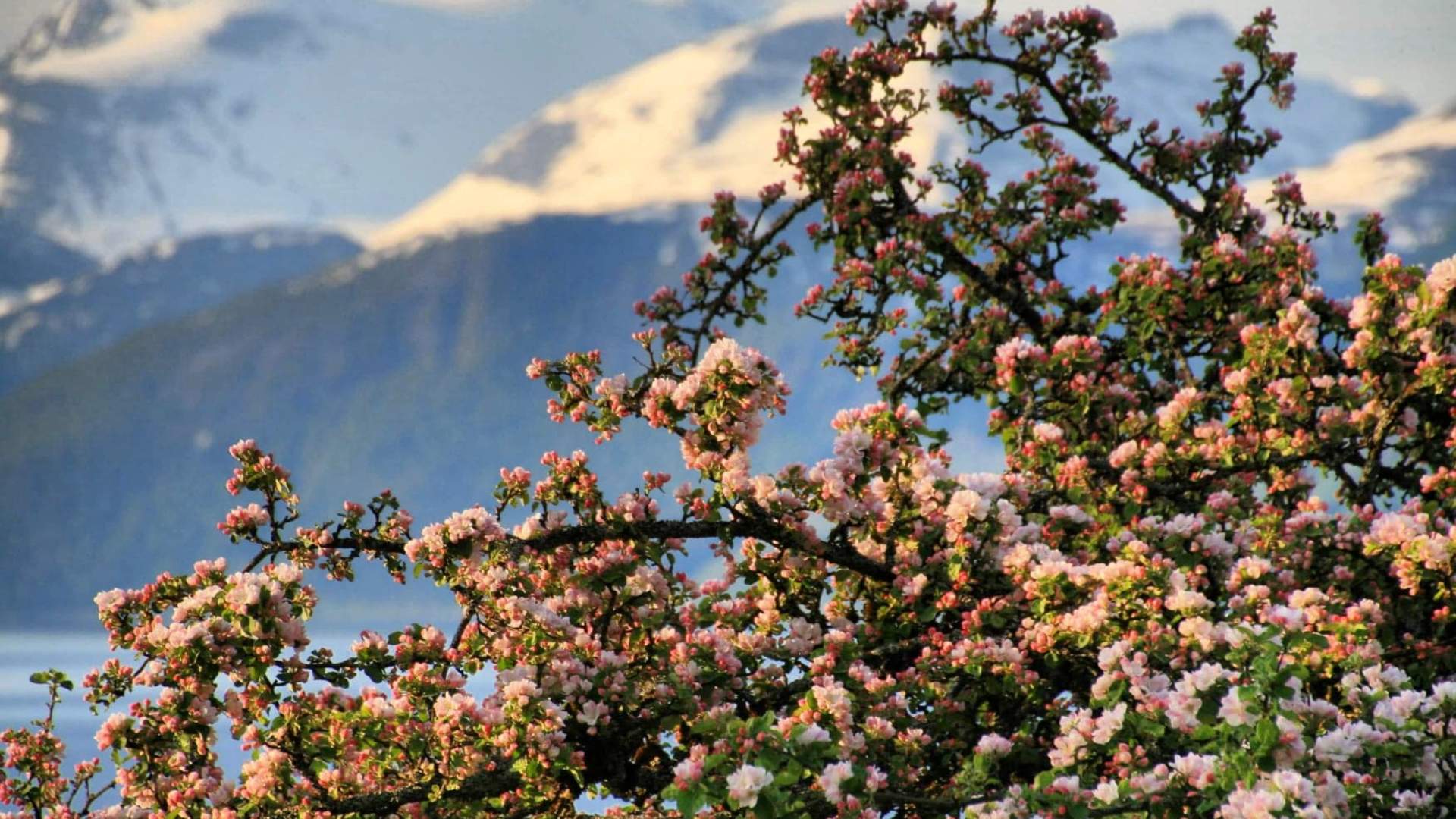 Epletrær i blomst med Trollheimen i bakgrunn