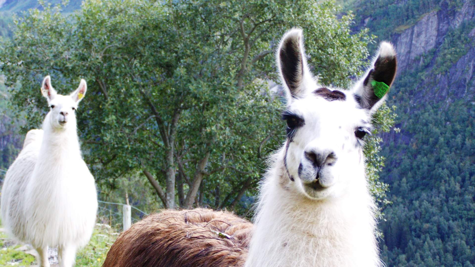 Lama på Westerås Gard i Geiranger.