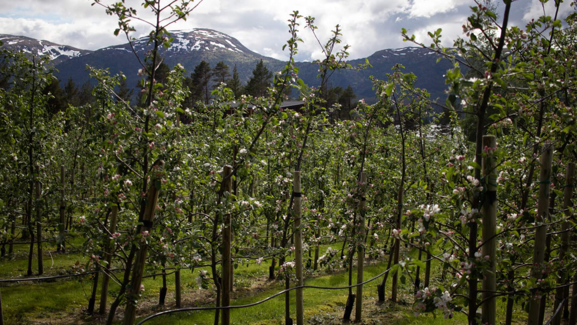 Skoheim gård i Aure