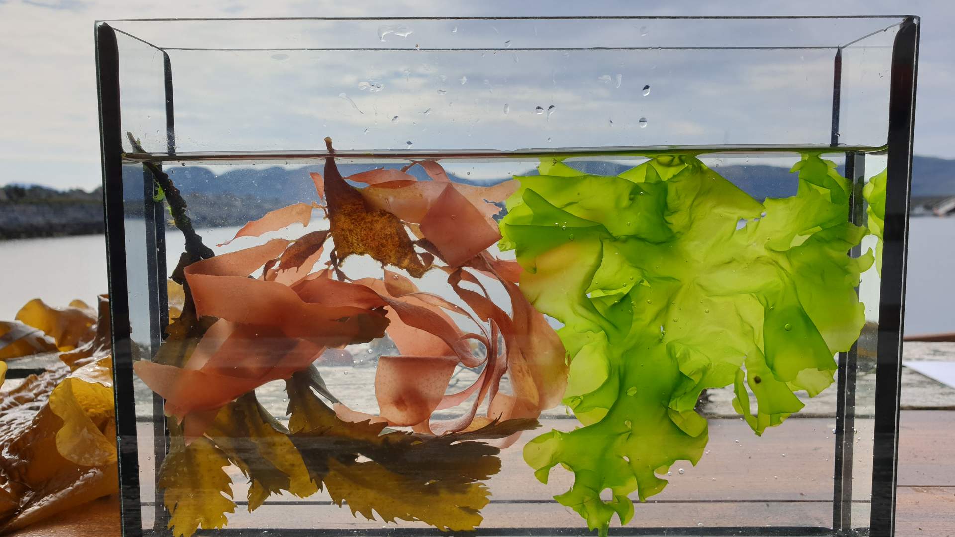 Flotte eksemplar av tarene i havet.