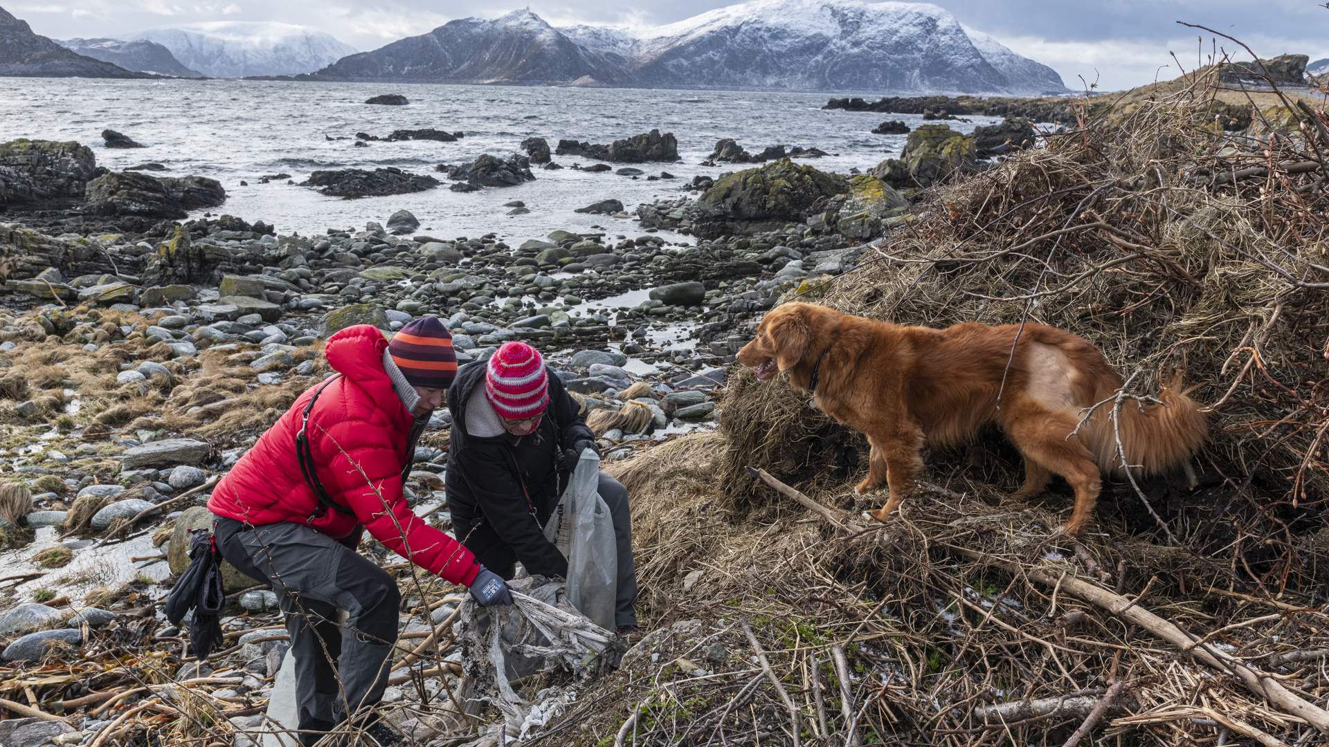 Strandrydding med god hjelp av både to- og fire beinte.