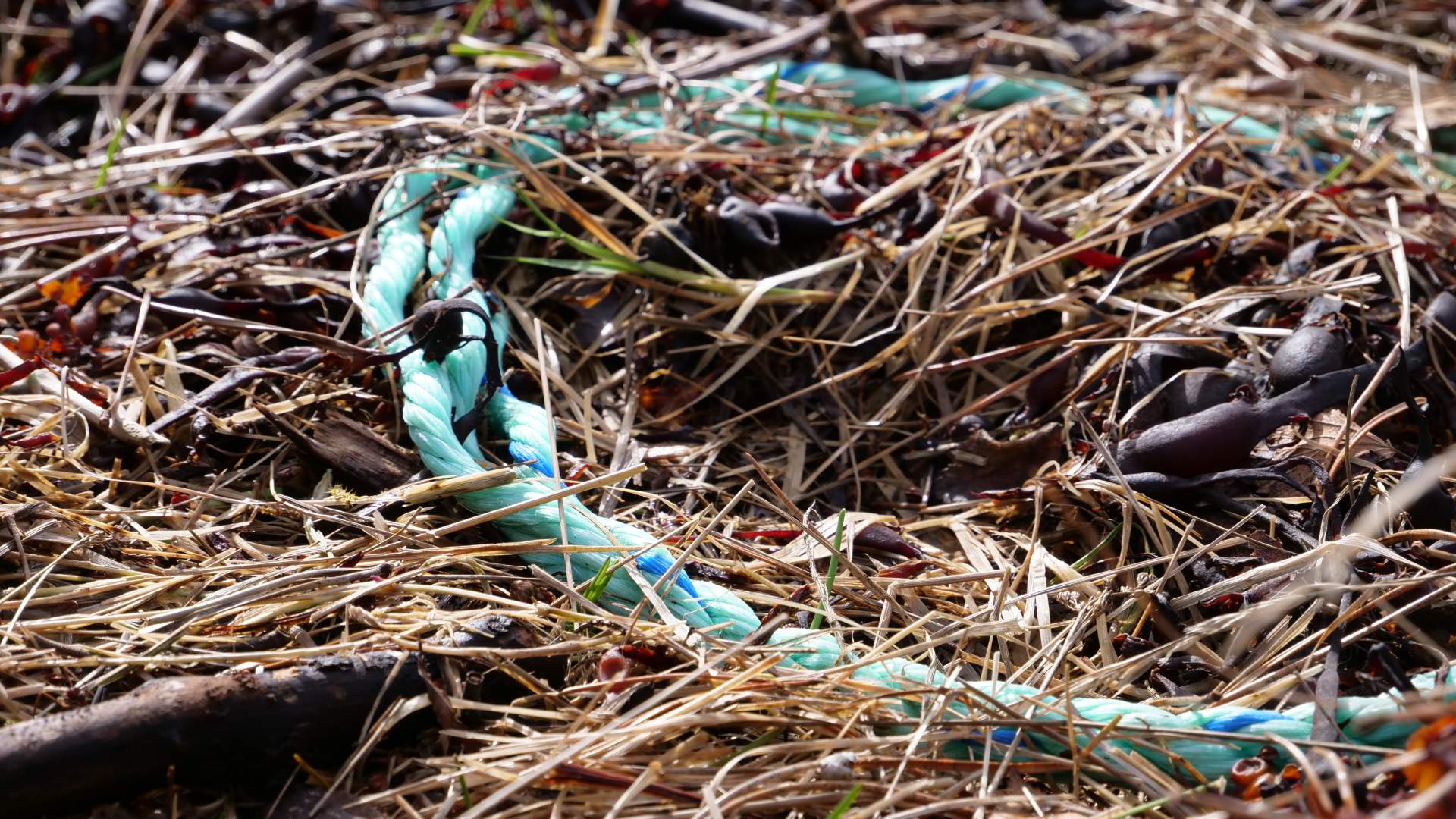 Strandrydding - ei viktig oppgåve for å halde naturen rein.