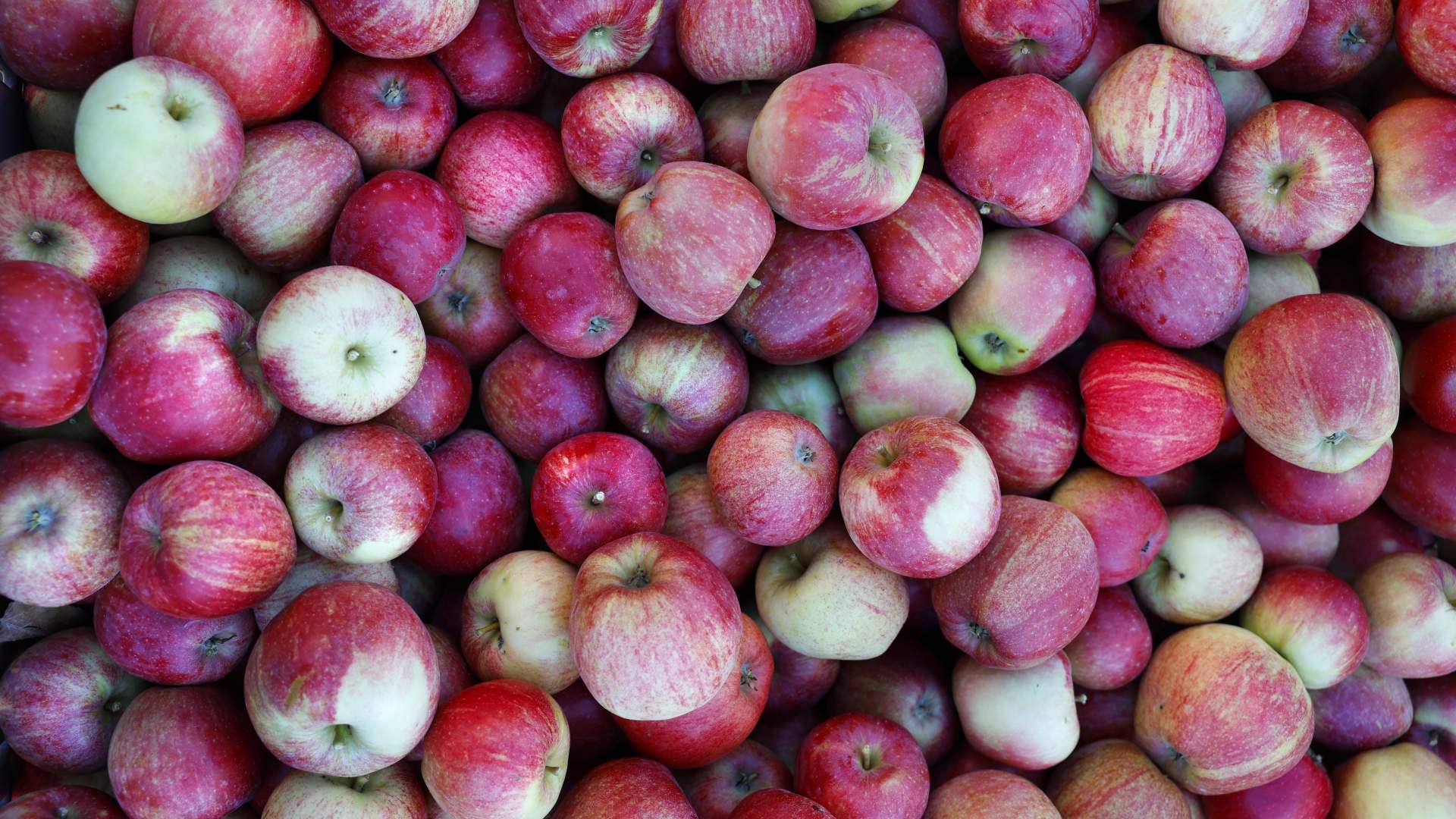 Sidersmaking og gardsutsalg hos Eiane Gard i Hjelmeland