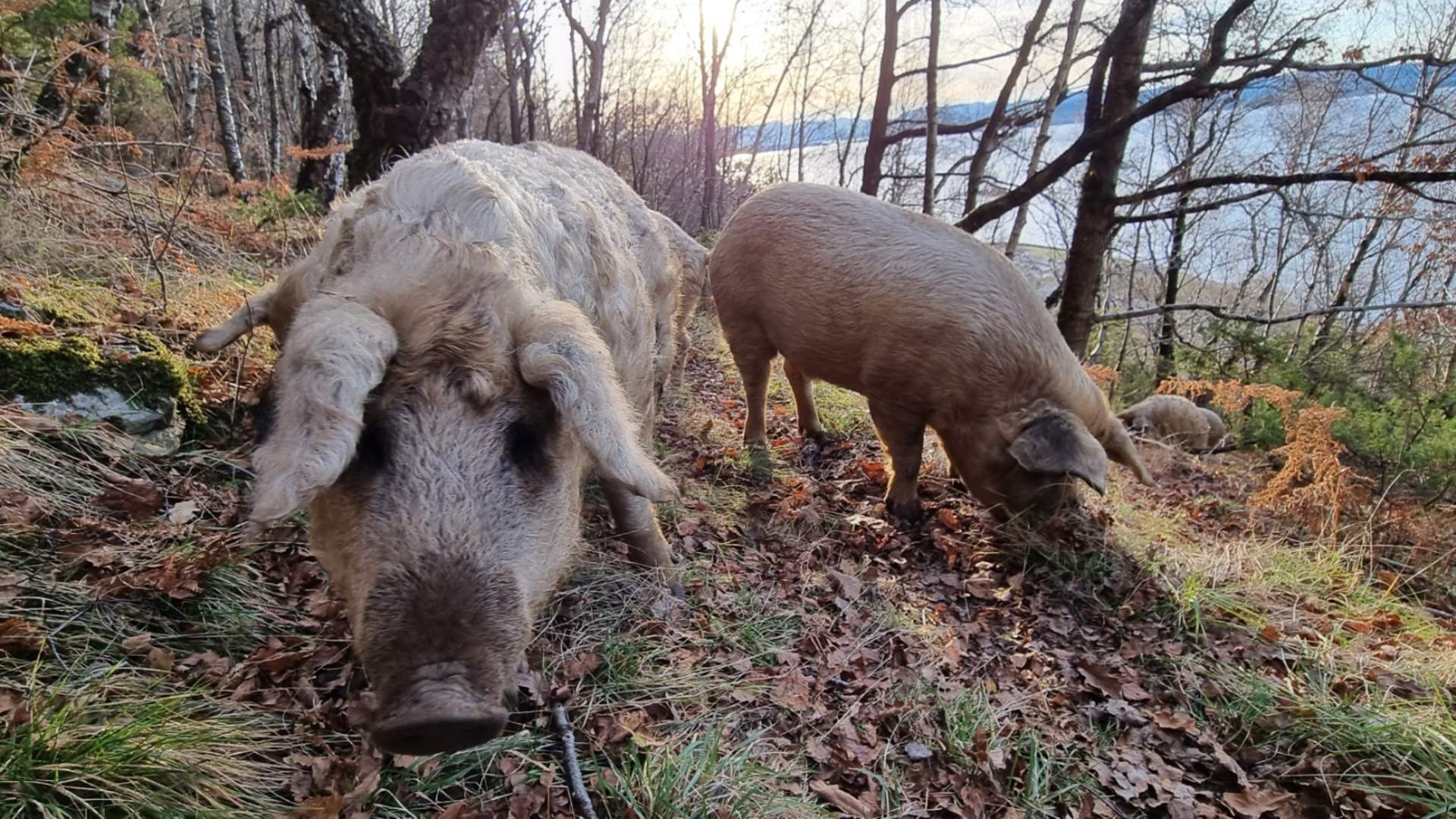 Gårdsutsalg hos Strand Gård på Tau