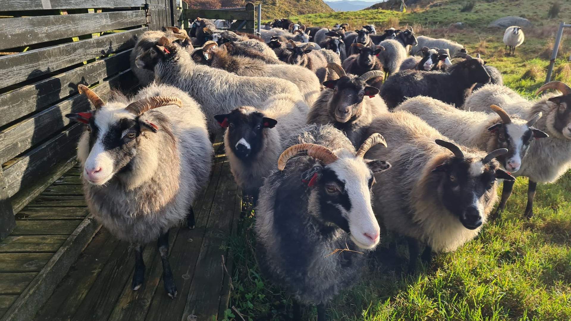 Geführte Tour zu Kringsjå und "The Rising Tide“ - Viking Adventure