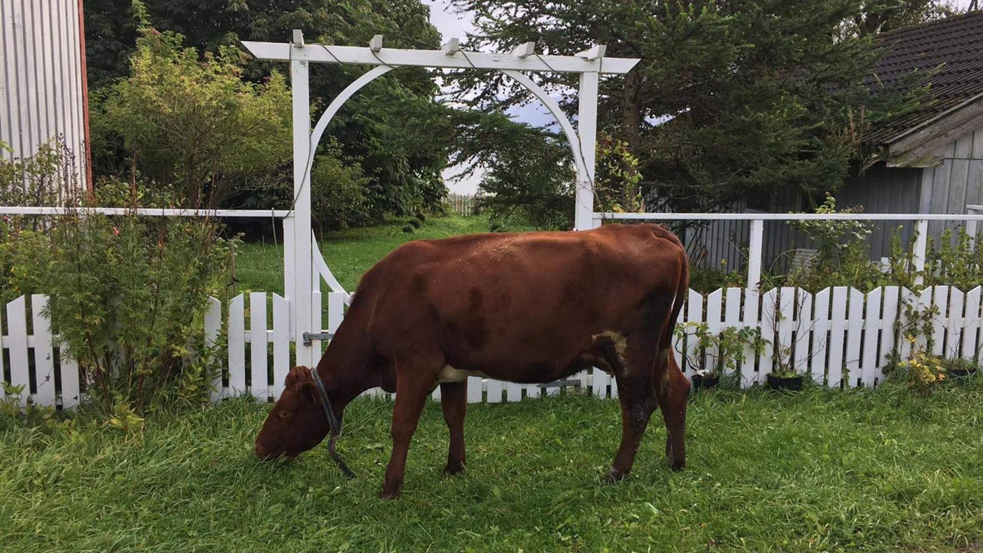 Tur til Rambjøra på Orta