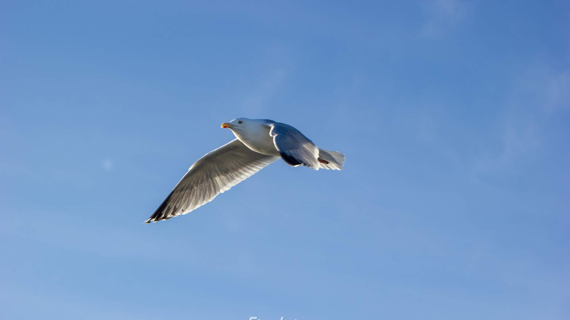 Måsen er ikke langt unna når man er på fisketur.