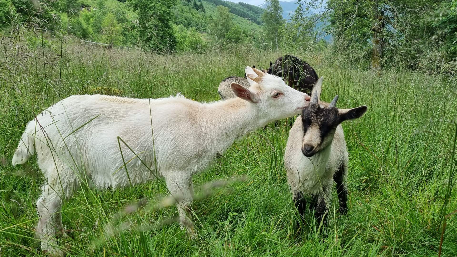 Geitene koser seg på beite