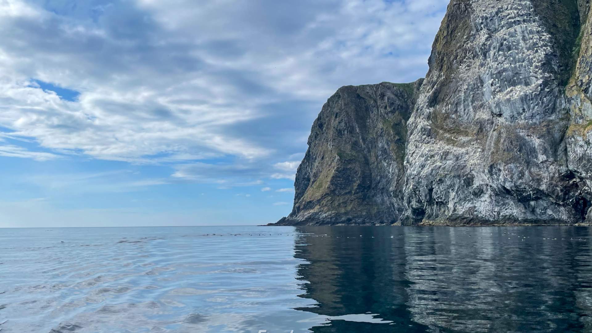 Private boat charter to Runde bird island