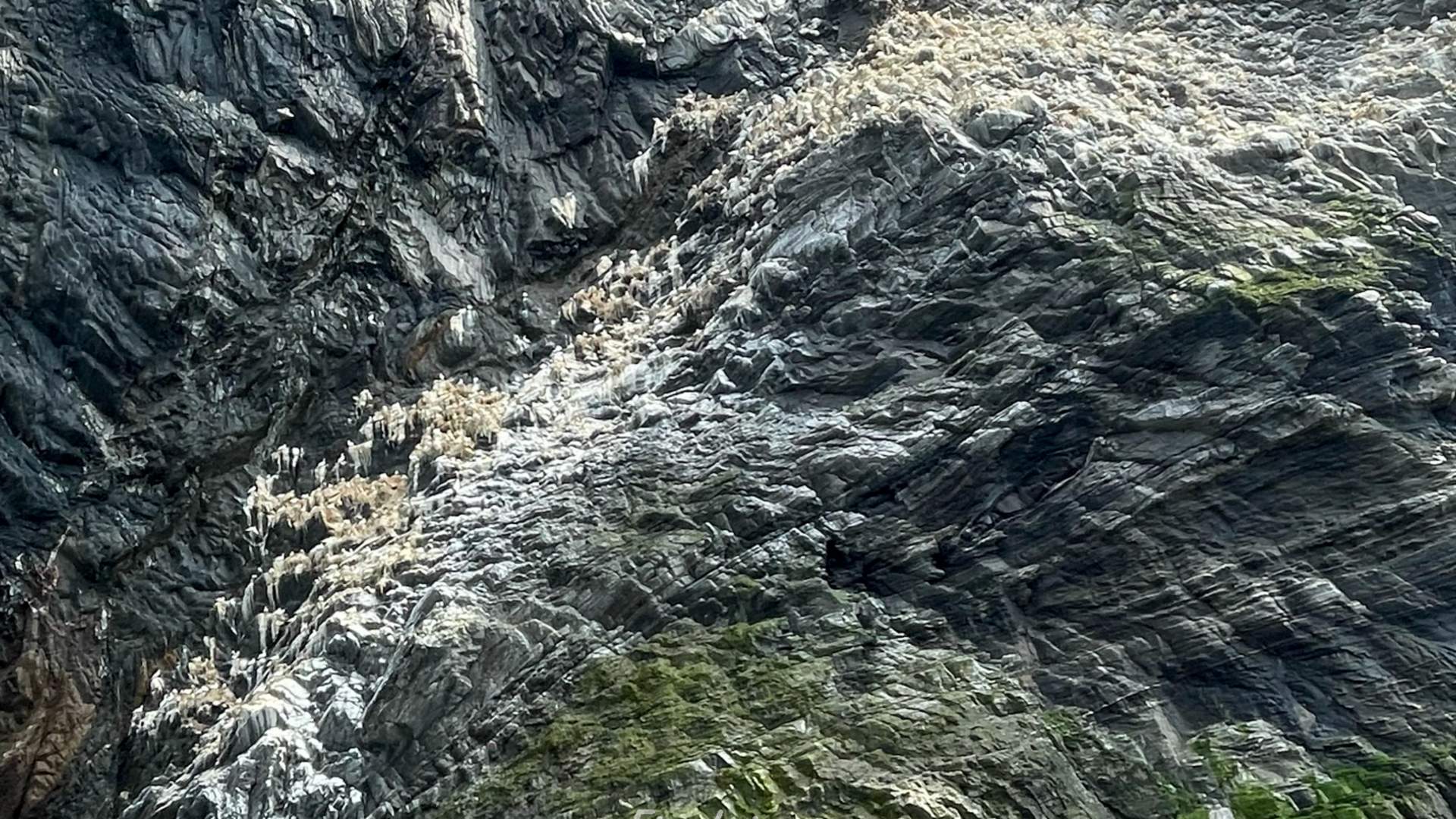 Private boat charter to Runde bird island