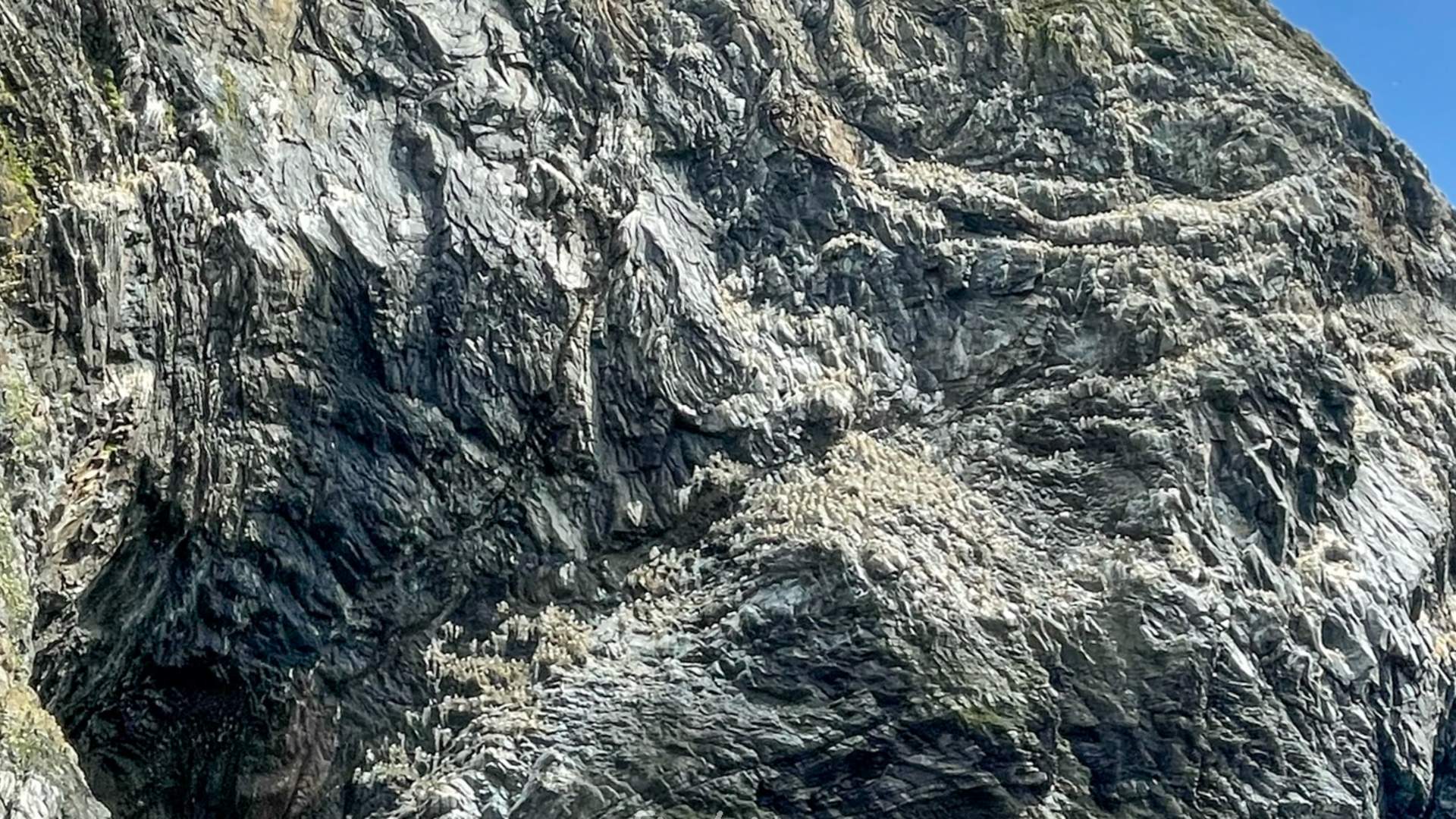 Private boat charter to Runde bird island