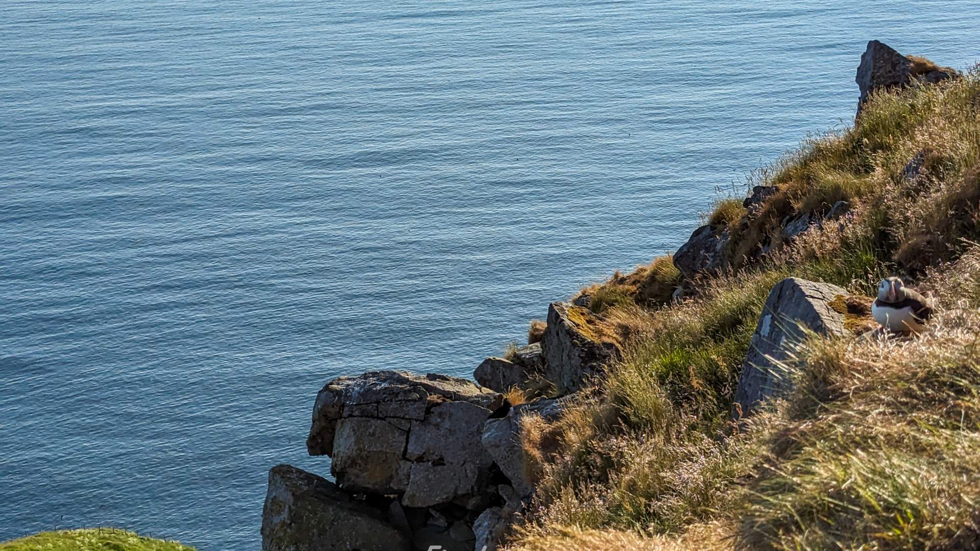 Private boat charter to Runde bird island