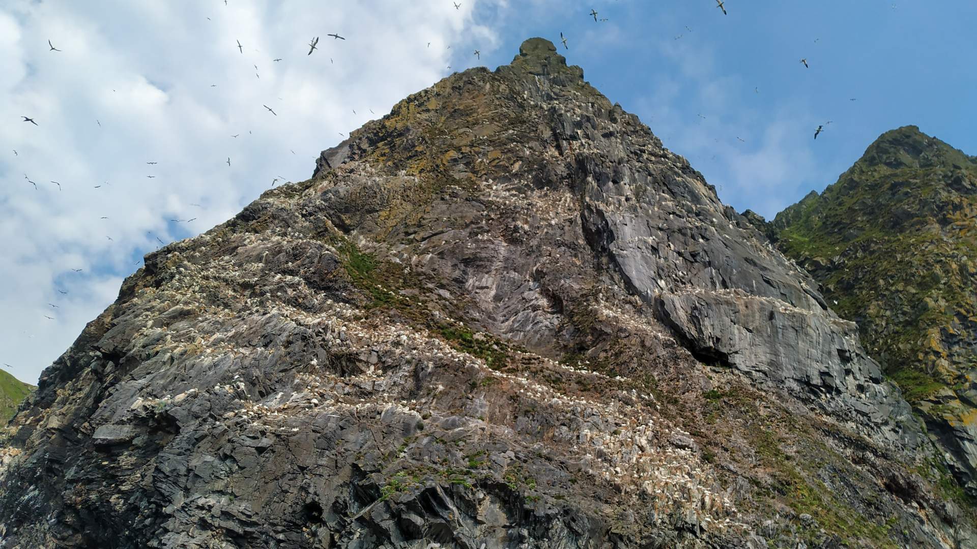 Private boat charter to Runde bird island