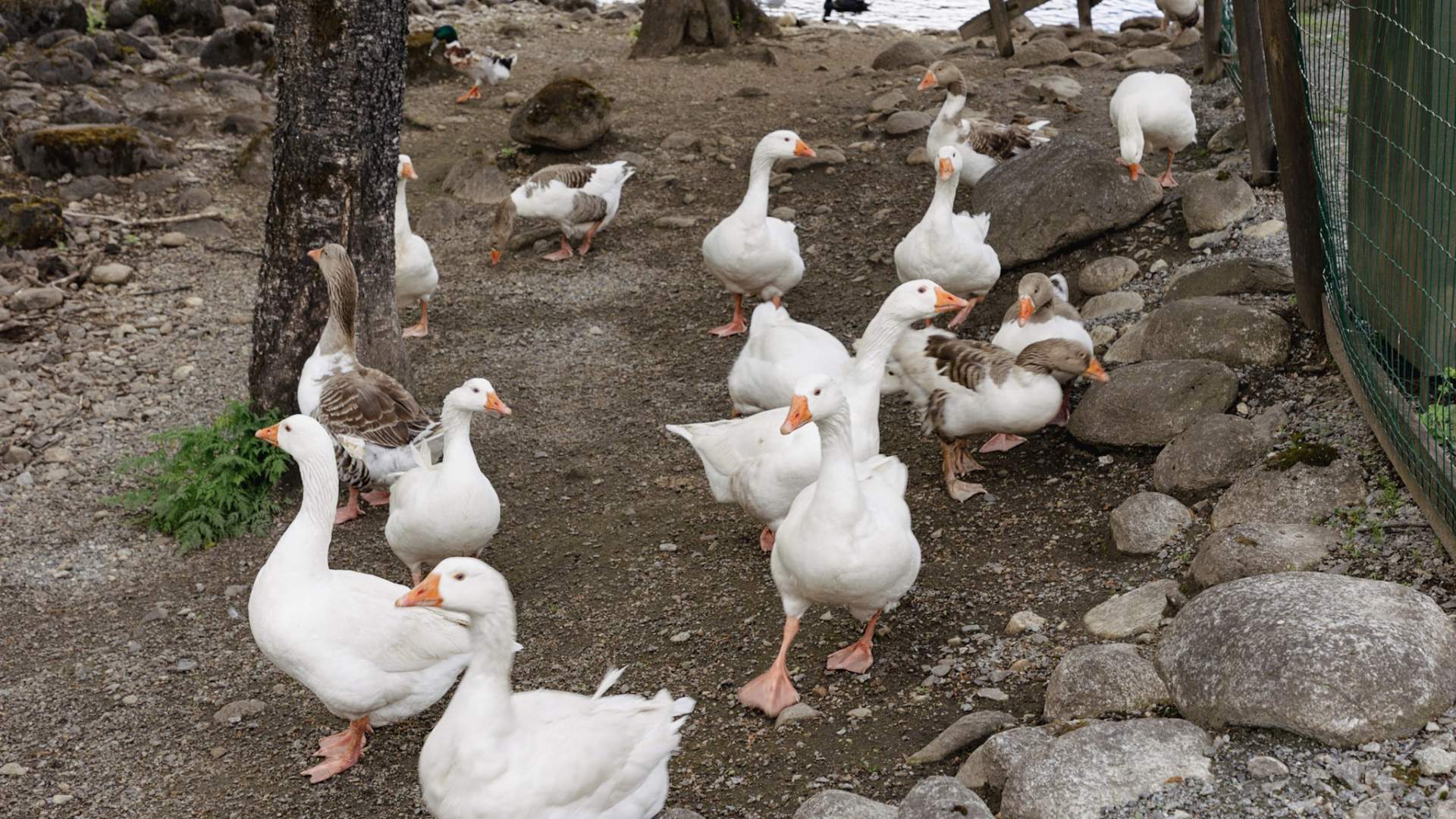 The duck pond in Sauda