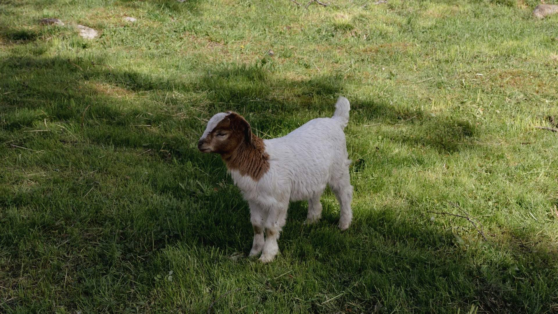 The duck pond in Sauda