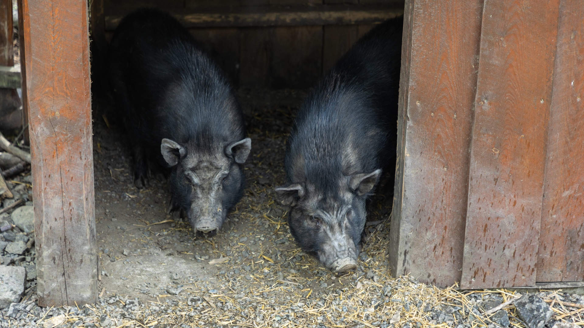 The duck pond in Sauda